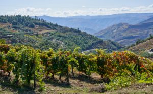 vineyards, Douro Valley, Portugal vineyards, Douro Valley, Portugal